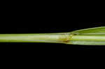 Inflated narrow-leaf sedge